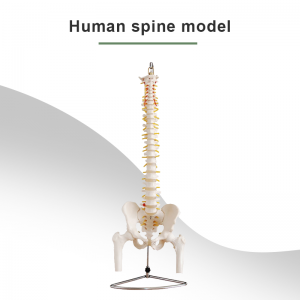 modela anatomîkî spine Amûrên bijîjkî yên anatomiya bijîjkî modela stûyê mirovan modela firotanê ya taybetî