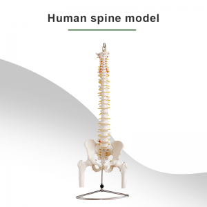 Grande colonne vertébrale naturelle avec modèle d'os du bassin et de la demi-jambe