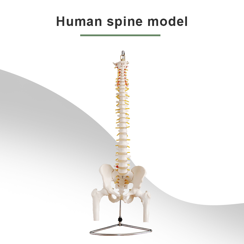 Natural large spine with pelvis and half leg bone model