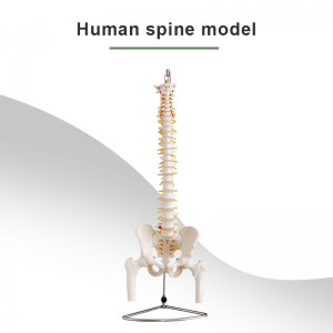 Life Size Human Vertebral Column With Skull Model,Spine Model for Medical and Teaching