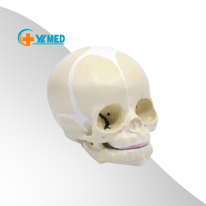 medical science Life Size Human Infant Skull Model Anatomy Baby Skull Model for Kids Learning Education Display Tool