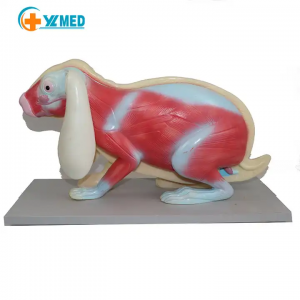 Anatomi medis ngajarake model kelinci PVC lanjutan Model anatomi Kelinci