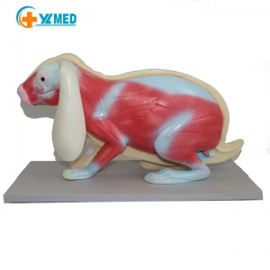 Medical anatomy teaching advanced PVC rabbit model Rabbit anatomical model