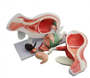 Medical anatomy teaching advanced PVC rabbit model Rabbit anatomical model