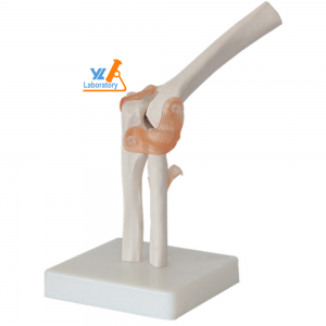 Natural large elbow joint model