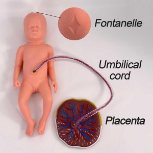 Maternity Obstetrics Integrated Teaching Model Medical Education Antenatal Care Midwifery Skills Training Simulation PVC Normal