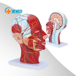 Modelo anatómico médico cabeza humana neurovascul...