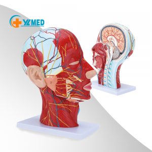 Medicinsk anatomisk model menneskeligt hoved neurovaskul...