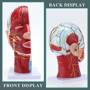 Medical anatomical model human head neurovascular model with muscles teaching resource