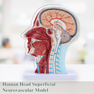 Model anatomi medis model neurovaskular kepala manungsa kanthi sumber daya ajar otot