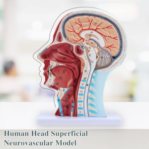 Modellu anatomicu medico mudellu neurovascular testa umana cù risorsa didattica di i musculi