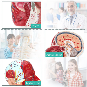 แบบจำลองทางกายวิภาคทางการแพทย์แบบจำลองระบบประสาทของศีรษะมนุษย์พร้อมทรัพยากรการสอนกล้ามเนื้อ