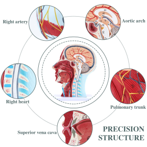 Meditsiiniline anatoomiline mudel inimese pea neurovaskulaarne mudel lihaste õpetamise ressurss