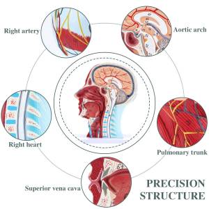 Qaabka anatomical-ka caafimaadka ee madaxa bini'aadamka moodeelka neerfaha oo leh murqaha wax baraya kheyraadka