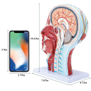 Медициналық анатомиялық модель адам басының бұлшық еттері бар нейроваскулярлық моделі