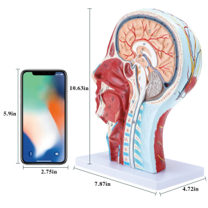 Modèle anatomique médical modèle neurovasculaire de tête humaine avec ressources pédagogiques musculaires