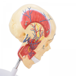 Human anatomical model of the maxillofacial anatomy of masticatory muscles Masseter temporalis trigeminal nerve
