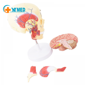 Modeli anatomik i njeriut i anatomisë maksilofaciale të muskujve përtypës Masseter temporalis nervi trigeminal
