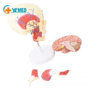 Human anatomical model of the maxillofacial anatomy of masticatory muscles Masseter temporalis trigeminal nerve