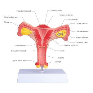 Factory Support Customization Medical Gynaecology Female Ovarian Reproductive Structure Ovary Uterus Model