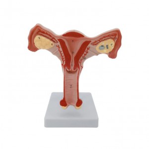 Factory Support Customization Medical Gynaecology Female Ovarian Reproductive Structure Ovary Uterus Model