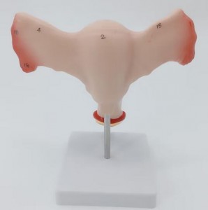 Factory Support Customization Medical Gynaecology Female Ovarian Reproductive Structure Ovary Uterus Model