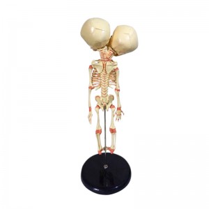 37cm Science Teaching Display Double Headed Baby Skeleton Model Made of PVC Material for Medicine