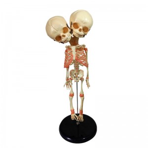 37cm Science Teaching Display Double Headed Baby Skeleton Model Made of PVC Material for Medicine