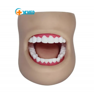Oral nga pagtudlo Dental model Oral health education classroom practice model dental model nga adunay 28 ka ngipon ug aping