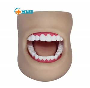 Dzidziso yemuromo Dental model Dzidzo yehutano hwemuromo yekirasi inodzidzira muenzaniso wemazino ane mazino 28 nematama