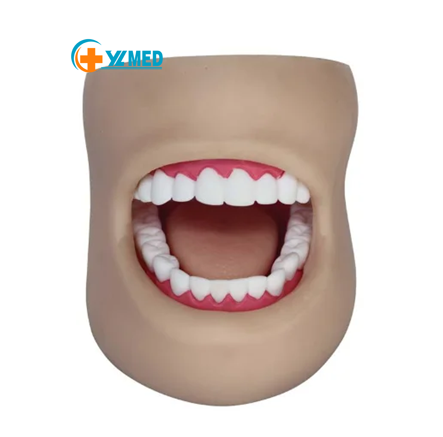 Mondeling onderwijs Tandheelkundig model Mondgezondheidseducatie klaslokaalpraktijkmodel tandmodel met 28 tanden en wangen