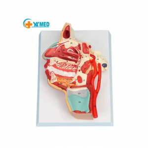 Medical science high quality best price Hot selling head anatomical Model with CE certificate for teaching and learning model