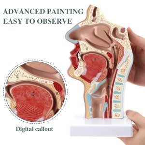 Tıp Bilimi İnsan burun ve boğaz anatomisi tıbbi modeli İnsan anatomisi boğaz modeli tıbbi mankenler