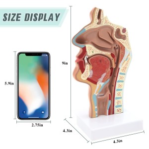 Tıp Bilimi İnsan burun ve boğaz anatomisi tıbbi modeli İnsan anatomisi boğaz modeli tıbbi mankenler