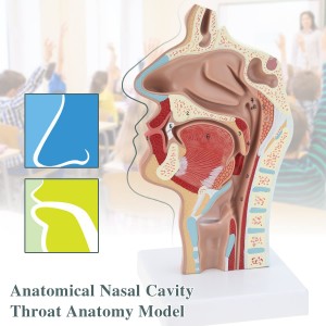 Scienza Medica Anatomia di u nasu è di a gola umanu mudellu medicale anatomia umana mudellu di gola mannequins medichi