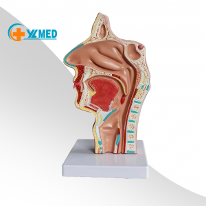 의료 과학 인간의 코와 목구멍 해부학 의료 모델 인간의 해부학 목구멍 모델 의료 마네킹