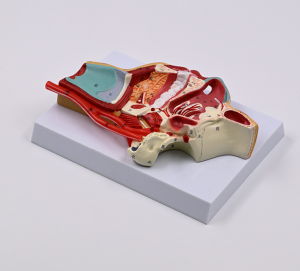 Medical Science Human Oral Nasopharyngeal and Laryngeal Vascular and Nerve Model Teaching Resource Laboratory