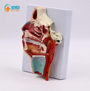 Medical Science Human Oral Nasopharyngeal and Laryngeal Vascular and Nerve Model Teaching Resource Laboratory