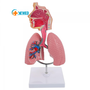 Human Nasal Cavity Throat Anatomy Model Human Lung Model Respiratory System Lung Model Teaching Tool for Students Study Display