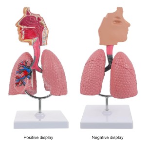 Giza sudur barrunbea Eztarria anatomia eredua Giza biriken eredua Arnas sistema biriken eredua Ikasleentzako irakaskuntza tresna