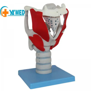 Human organ education model anatomy discipline human larynx enlarged size anatomical model