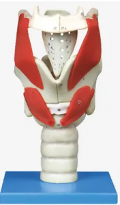 Menslike orgaanopvoedingsmodel anatomie dissipline menslike larinks vergrote grootte anatomiese model