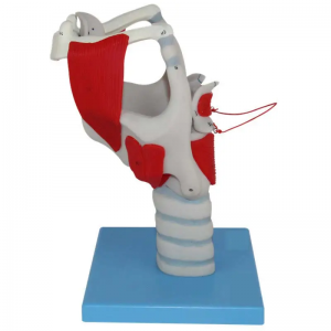 Human organ education model anatomy discipline human larynx enlarged size anatomical model