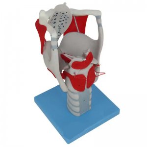 Human organ education model anatomy discipline human larynx enlarged size anatomical model