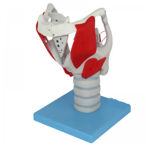 Menslike orgaanopvoedingsmodel anatomie dissipline menslike larinks vergrote grootte anatomiese model