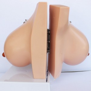Medical Science Simulated Human Breast Anatomical Model with 12 Parts Indicator Marks Female Lactating Breast Model