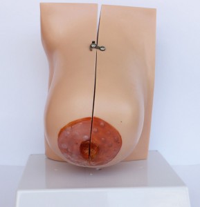 Medical Science Simulated Human Breast Anatomical Model with 12 Parts Indicator Marks Female Lactating Breast Model