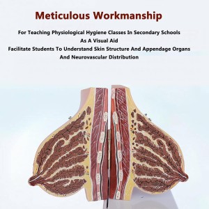 Medical Science Simulated Human Breast Anatomical Model with 12 Parts Indicator Marks Female Lactating Breast Model