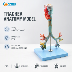 Larynx Human Tracheal Bronchial Tree Model Laryngeal Anatomical Model Bronchoscopy Pulmonary Teaching Models for Research