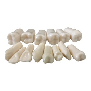 Dental Oral Teaching Model False Teeth Simulation Human Head Tooth Preparation Model Resin Tooth Preparation 32 Tooth Particles